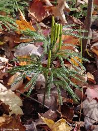 Attēlu rezultāti vaicājumam “Diachea muscorum stalked”