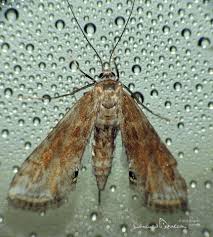 Attēlu rezultāti vaicājumam “Cataclysta lemnata”