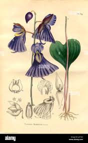 Attēlu rezultāti vaicājumam “Utricularia x neglecta leaf”