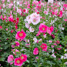 Image result for Alcea rosea