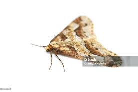 Attēlu rezultāti vaicājumam “Erannis defoliaria”