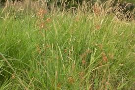 Attēlu rezultāti vaicājumam “Schoenoplectus lacustris subsp. glaucus bud”