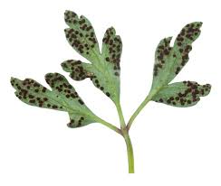 Attēlu rezultāti vaicājumam “Tranzschelia anemones”