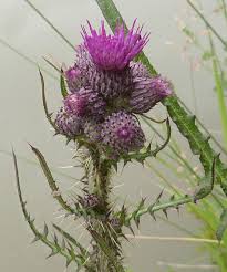 Attēlu rezultāti vaicājumam “Cirsium palustre”
