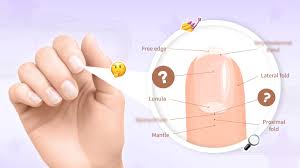Image result for lunula nail