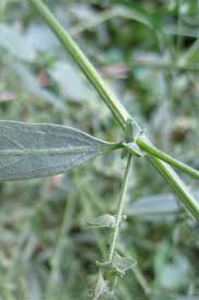 Attēlu rezultāti vaicājumam “Atriplex calotheca leaf”