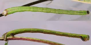 Attēlu rezultāti vaicājumam “Ecliptopera silaceata”