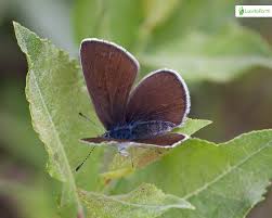 Attēlu rezultāti vaicājumam “Cyaniris semiargus underside”
