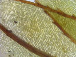 Attēlu rezultāti vaicājumam “Mnium lycopodioides”