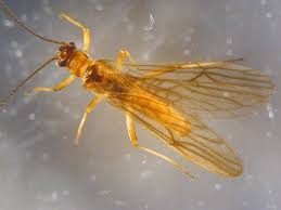 Attēlu rezultāti vaicājumam “Plecoptera”