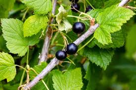 Attēlu rezultāti vaicājumam “Ribes nigrum leaf”