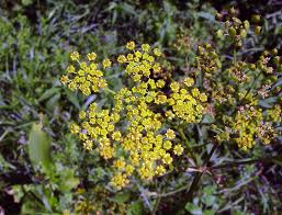 Image result for Pastinaca sativa