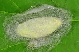 Attēlu rezultāti vaicājumam “Malacosoma neustria”