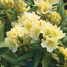Attēlu rezultāti vaicājumam “rhododendron”