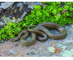 Attēlu rezultāti vaicājumam “Coronella austriaca adult”