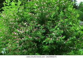 Attēlu rezultāti vaicājumam “Lonicera tatarica leaf”