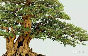 Image result for 艰苦阅历 孔泰初