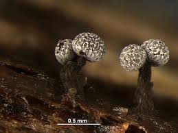 Attēlu rezultāti vaicājumam “Physarum notabile”