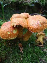 Attēlu rezultāti vaicājumam “Pholiota flammans”