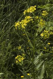 Attēlu rezultāti vaicājumam “Bunias orientalis flower”