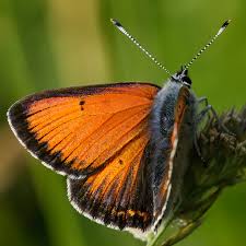 Attēlu rezultāti vaicājumam “Lycaena hippothoe”