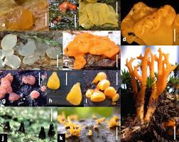 Attēlu rezultāti vaicājumam “Dacrymyces chrysospermus spores”