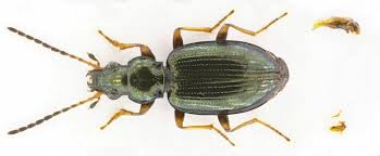 Attēlu rezultāti vaicājumam “Bembidion sp.”