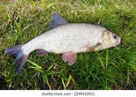 Attēlu rezultāti vaicājumam “Leuciscus idus”