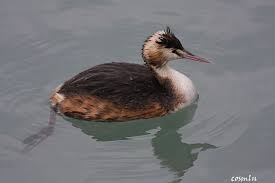 Attēlu rezultāti vaicājumam “Podiceps cristatus juvenile”