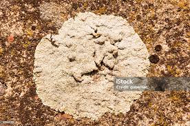 Attēlu rezultāti vaicājumam “Lecanora muralis”