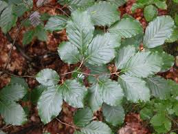Attēlu rezultāti vaicājumam “Fagus sylvatica fruit”