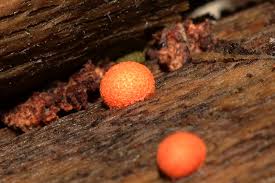 Attēlu rezultāti vaicājumam “Lycogala confusum macro”