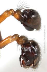 Attēlu rezultāti vaicājumam “Neriene montana”