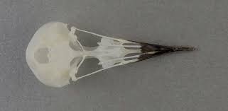 Image result for Anthus spinoletta