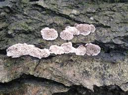 Attēlu rezultāti vaicājumam “Datronia mollis”