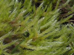 Attēlu rezultāti vaicājumam “Brachythecium salebrosum”