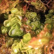 Attēlu rezultāti vaicājumam “Jungermannia leiantha”