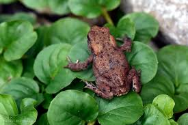 Attēlu rezultāti vaicājumam “Bufo bufo juvenile”