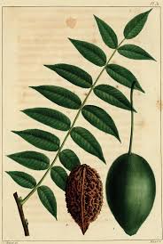 Attēlu rezultāti vaicājumam “Juglans cinerea leaf”