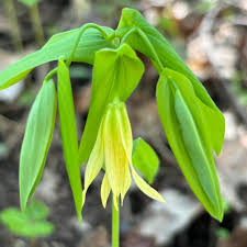Attēlu rezultāti vaicājumam “Uvularia grandiflora”