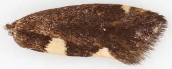 Attēlu rezultāti vaicājumam “Incurvaria oehlmanniella”