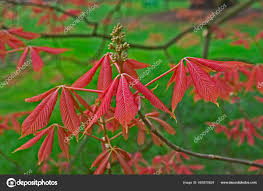 Attēlu rezultāti vaicājumam “Aesculus x neglecta”