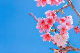 Image result for 緋寒桜