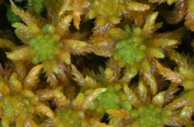 Attēlu rezultāti vaicājumam “Sphagnum inundatum”