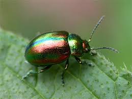 Attēlu rezultāti vaicājumam “Chrysolina fastuosa”