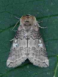 Attēlu rezultāti vaicājumam “Tethea or”