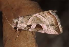 Attēlu rezultāti vaicājumam “Eucarta virgo”