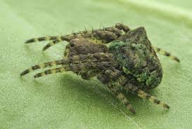 Attēlu rezultāti vaicājumam “Gibbaranea gibbosa”