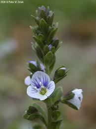 Attēlu rezultāti vaicājumam “Veronica serpyllifolia leaf”