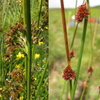 Attēlu rezultāti vaicājumam “Juncus conglomeratus fruit”